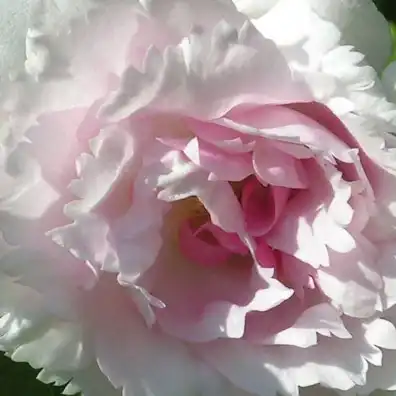 Trandafiri online - Alb - trandafiri vechi de gradină - trandafir cu parfum intens -  - Morlet - ,-